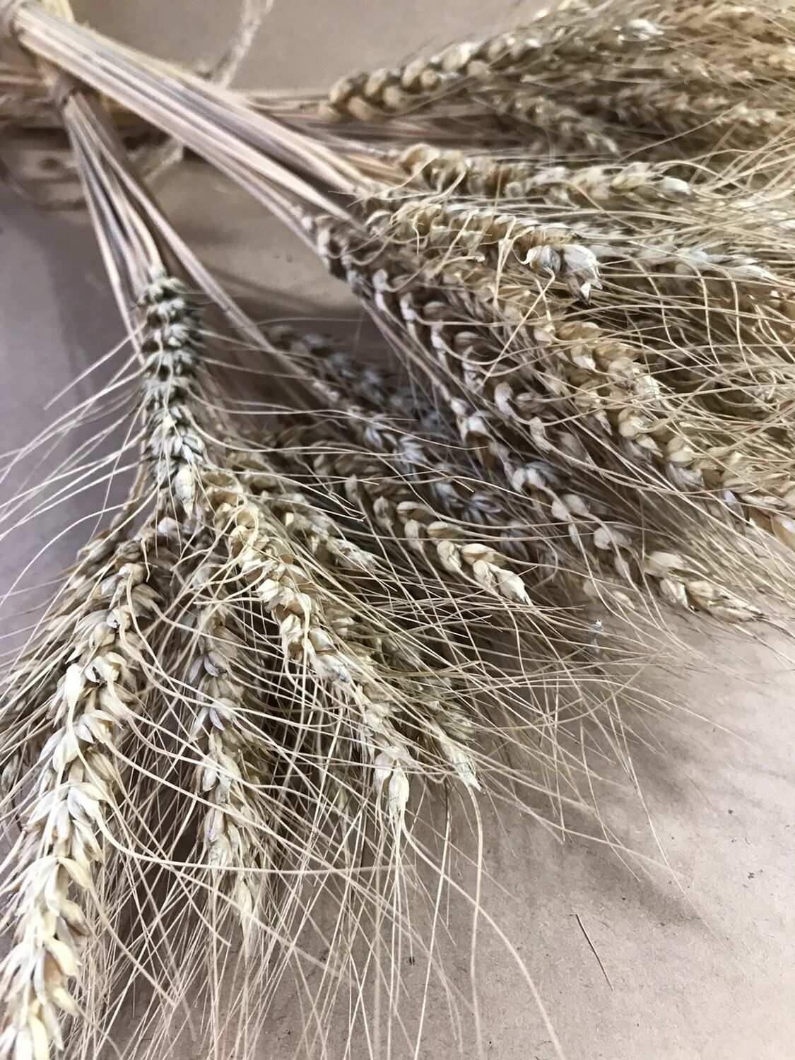 букетик Пшеницы