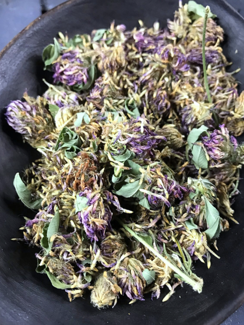 Клевер луговой (соцветия)